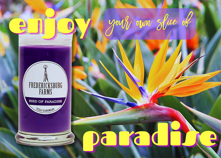 Bird of Paradise Candle (16 oz.) - Fredericksburg Farms