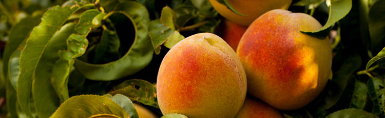 Juicy Delights: Homegrown Peaches