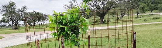 Arbor Day - Fredericksburg Farms