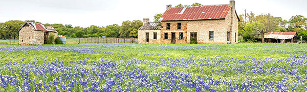 Bluebonnets this Year?