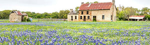Bluebonnets this Year?