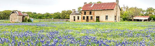 Bluebonnets this Year? - Fredericksburg Farms