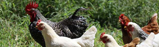 Chickens - Fredericksburg Farms