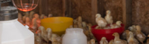 Stock show chickens…long live 4-H!