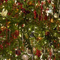 Christmas Tree Memories - Fredericksburg Farms