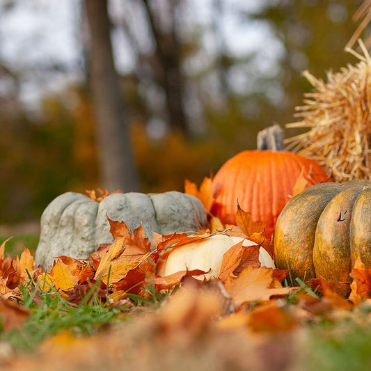 Love me some Fall Seasonals