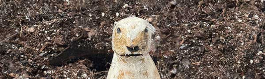 Groundhog Day - Fredericksburg Farms