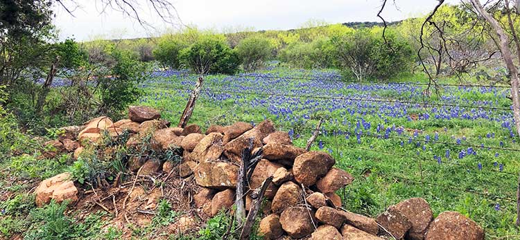 Hill Country Spring – Fredericksburg Farms