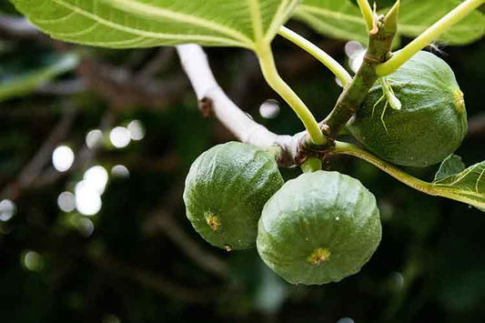 In Praise of Figs - Fredericksburg Farms