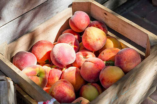It is almost Peach Season!! - Fredericksburg Farms