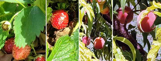 School’s out! Summer’s here! - Fredericksburg Farms