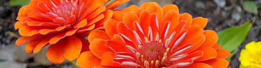 Sprinkle some color - Fredericksburg Farms