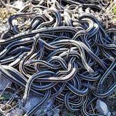 St. Paddy’s Day - Fredericksburg Farms