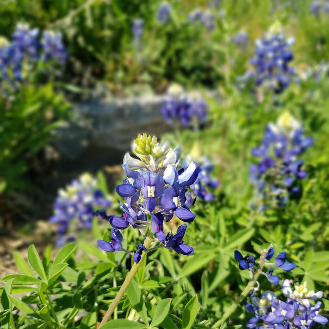 Texas Bluebonnet Products