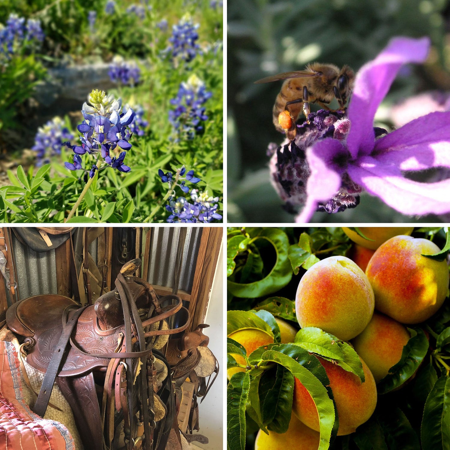 Bluebonnets, Lavender, Peaches and a leather saddle