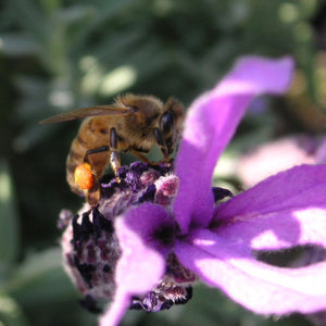 Hill Country Lavender Flower with a Bee - CC Creative Commons