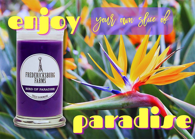 Bird of Paradise Candle (16 oz.) - Fredericksburg Farms