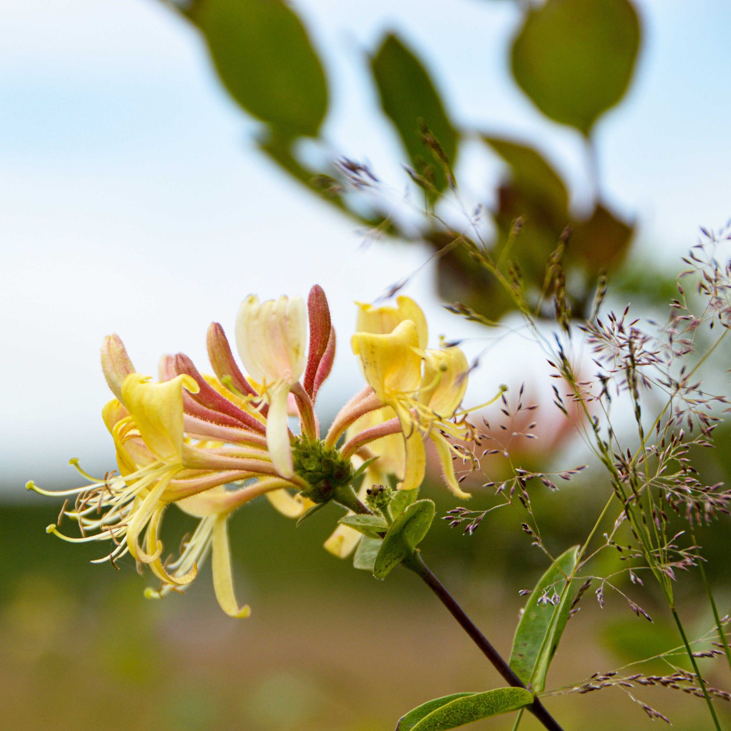 East Texas Honeysuckle Air Freshener - Seasonal - Fredericksburg Farms