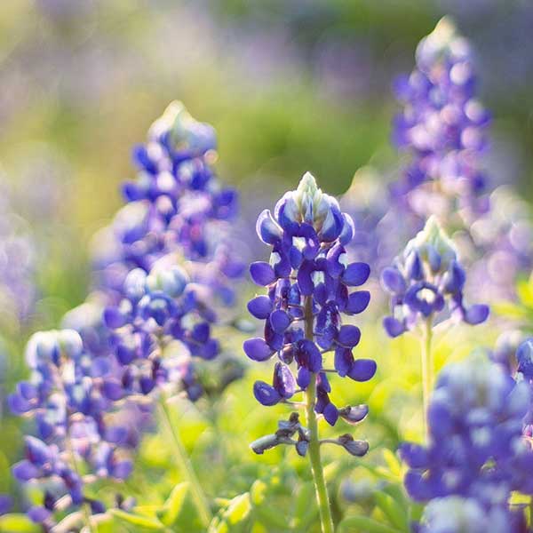 Texas Bluebonnet Goat Milk Soap - Fredericksburg Farms